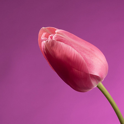 Art Mural Format Carré (1:1)