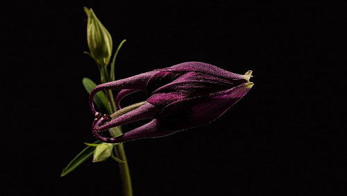 Art Mural Format Cinéma (16:9)