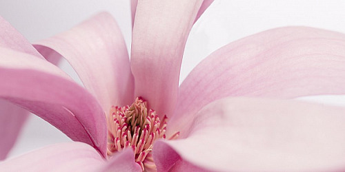 Art Mural Panorama ou Vertical Étroit (Ratio 2:1)