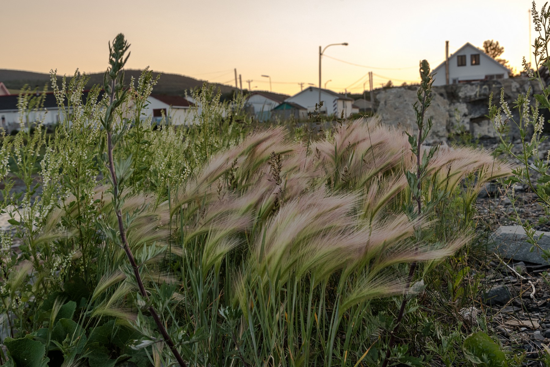 Gaspesie 2017(6x9)-026.jpg