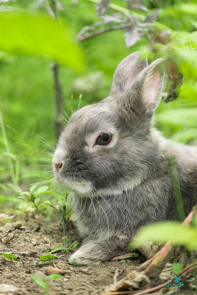 Boo de jardin(6x9)-041.jpg